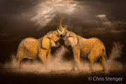 Woestijn olifant - Desert elephant - Loxodonta africana