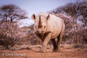 Zwarte neushoorn - Black rhinocero - Diceros bicornis