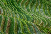 Rijstterrassen - Rice paddies
