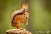 Rode eekhoorn - Red squirrel - Sciurus vulgarus
