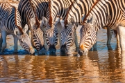 Zebras