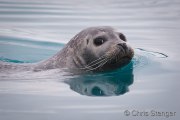 Harbour Seal (Phoca vitulina) Harbour Seal (Phoca vitulina)