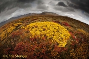 Woolly Willow (Salix lanata) in autumn