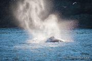 Minky whale in a fjord in north Iceland Minky whale in a fjord in north Iceland