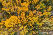 Bomen - Trees