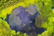 Moeras - Swamp