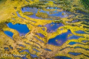Moeras - Swamp
