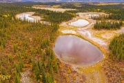 Taiga