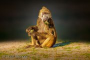 Baboon eating grass roots