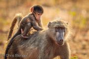 Chacma Baboon (Papio ursinus)