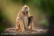 Chacma Baboon (Papio ursinus) with stylized background