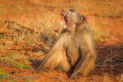 Yawning Chacma baboon (Papio ursinus)