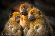 Chacma Baboon (Papio ursinus)