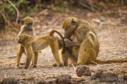 Chacma Baboon (Papio ursinus) grooming her children