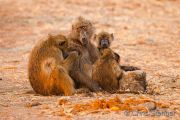Chacma baboons grooming each other in early morning light