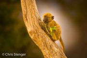 Chacma Baboon , baby in tree 