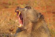 Portrait of a Yawning Chacma baboon (Papio ursinus)