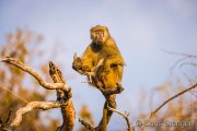 Chacma Baboon (Papio ursinus)