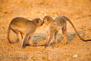 Two Vervet Monkeys meet (Cercopithecus aethiops)