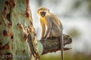 Vervet monkey (Cercopithecus aethiops)
