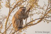 Vervet Monkey foraging in tree