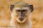 Portrait of a Vervet Monkey (Cercopithecus aethiops)