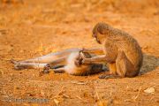 Vervet Monkeys grooming each other