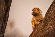 Young Baboon in tree