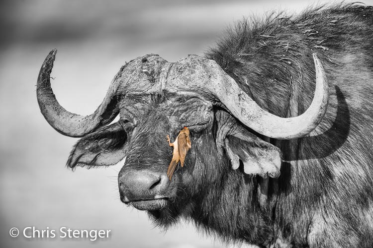 Buffel met ossenpikker - Buffalo with Oxpecker