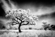 Acacia boom - Acacia tree