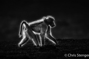 Beerbaviaan - Chacma baboon - Papio ursinus