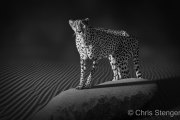 Jachtluipaard - Cheetah