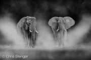 Woestijn Olifanten - Desert Elephants