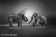 Afrikaanse Olifanen nemen een modderbad - African Elephants take a mud bath