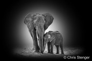 Moeder en kalf - Mother and calf