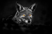 Jakhals portret - Jackal portrait