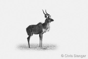 Grote Koedoe - Greater Kudu - Tragelaphus strepsiceros