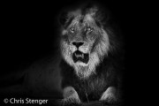 Portret van een Leeuw - Portrait of a Lion
