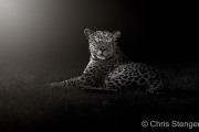 Luipaard - Leopard - Panthera pardus