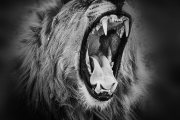 Leeuw - Lion - Panthera leo