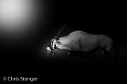 Gemsbok - Gemsbok  -  Oryx gazella