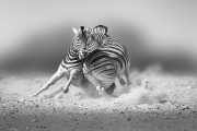 Namibie-22-5341-ZW
