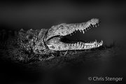Nijlkrokodil - Nile crocodile - Crocodylus niloticus