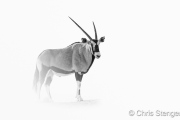Gemsbok - Orix - Oryx gazella