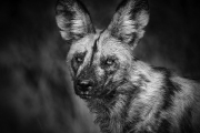 Portret van een Afrikaanse wilde hond - Portrait of an African Wild Dog