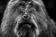 Portret van een Tibetaanse Makaak - Portrait of a Tibetan Macaque