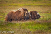 Flemende Muskusos - Muskoxen showing the flehmen resposnse