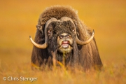Flemende Muskusos - Flehming Muskox