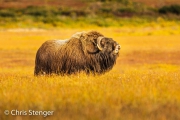 Flemende Muskusos - Muskoxen showing the flehmen response