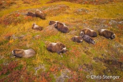 Kudde Muskusossen - Herd of Muskoxen